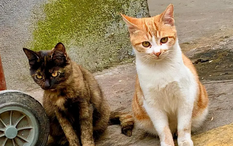 春季是个不用“买猫”的季节，去路边捡猫，你只需要做3个准备！