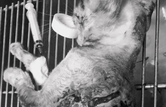 接诊一只满身都是苍蝇的猫猫后,这位医生辞职了! 接诊一只满身都是苍蝇的猫猫后,这位医生辞职了!