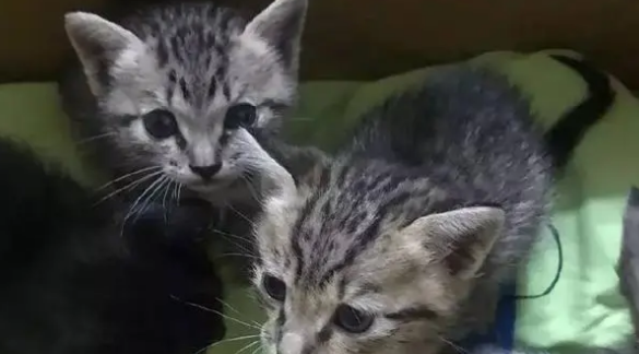 暖哭！藏獒散步救了一窝小猫，还亲自当起了保姆