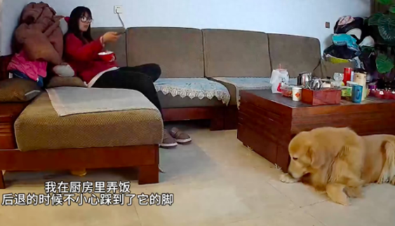 不小心踩到金毛的脚,它为了不让主人自责,事后才去舔爪子 不小心踩到金毛的脚,它为了不让主人自责,事后才去舔爪子