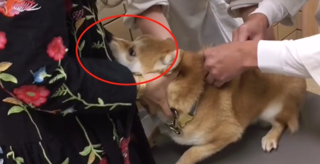 柴犬打针太紧张，咬了女主人肚子一口，宠主：不会怪它