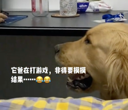 狗想让打游戏的主人摸它,结果被粗暴揉了头 狗想让打游戏的主人摸它,结果被粗暴揉了头