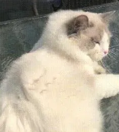 主人给猫咪梳毛,拽的猫咪都趴不住了,猫:你这是薅毛! 主人给猫咪梳毛,拽的猫咪都趴不住了,猫:你这是薅毛!
