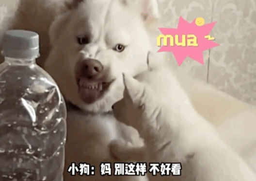 小金毛被送到狗妈家寄养,开心到打滚…网友:除了它,亲妈和养母都沉默了 小金毛被送到狗妈家寄养,开心到打滚…网友:除了它,亲妈和养母都沉默了
