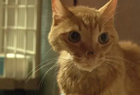 猫咪也忠诚!橘猫被主人抛弃后绝食,瘦到两颊“凹陷” 猫咪也忠诚!橘猫被主人抛弃后绝食,瘦到两颊“凹陷”