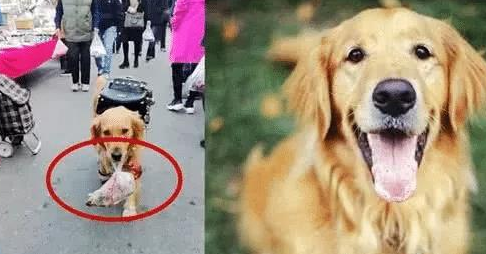 金毛拿着一百块去买烤鸭,走在路上被围观,看这身打扮,家里有矿 金毛拿着一百块去买烤鸭,走在路上被围观,看这身打扮,家里有矿