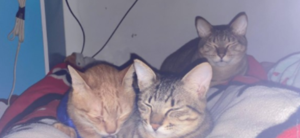 猫咪体重正常，嘴边肉却多到像自带围脖，主人特意澄清...