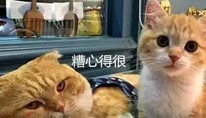 橘猫生下一窝崽子,唯独不待见这只奶猫!小奶猫老扎心了! 橘猫生下一窝崽子,唯独不待见这只奶猫!小奶猫老扎心了!