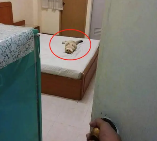 猫咪独自在家3天,网友回家推开门一看,顿时哭笑不得 猫咪独自在家3天,网友回家推开门一看,顿时哭笑不得
