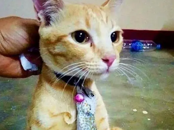 猫咪和蜥蜴“大战”,却被对方咬住项圈,正好有了一条真皮领带 猫咪和蜥蜴“大战”,却被对方咬住项圈,正好有了一条真皮领带