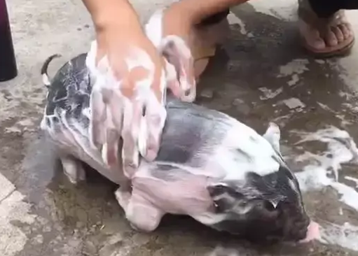 宠主给小猪洗澡,还用了沐浴露,网友:这主人真是人才 宠主给小猪洗澡,还用了沐浴露,网友:这主人真是人才