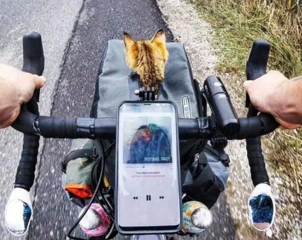 男子骑自行车环球旅行,中途却收获了一只猫主子,旅途不再孤单 男子骑自行车环球旅行,中途却收获了一只猫主子,旅途不再孤单