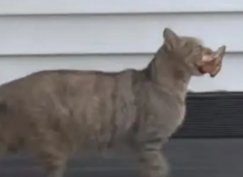 母爱不分物种!猫妈每日去烤肉店讨食,只为不让小猫饿肚子 母爱不分物种!猫妈每日去烤肉店讨食,只为不让小猫饿肚子
