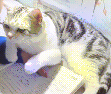 小主人写作业，猫咪轻抚小主人脸庞却被躲开：别闹，一边玩去