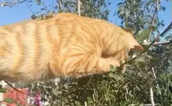 猫咪爬树上睡觉,可看看这猫的颜色,网友:这树真可怜 猫咪爬树上睡觉,可看看这猫的颜色,网友:这树真可怜