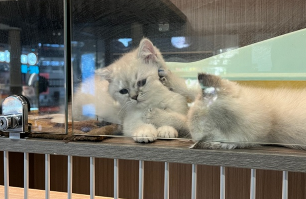 宠物寄养业务持续升温 杭州多家门店“一房难求” 宠物寄养业务持续升温 杭州多家门店“一房难求”