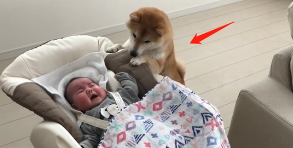 女主人生了孩子,告诉柴犬是“弟弟”,狗子的态度就不同了 女主人生了孩子,告诉柴犬是“弟弟”,狗子的态度就不同了