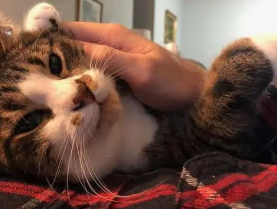 主人听说拍毕业照能带伙伴，立马回家找猫，拍照时猫咪一脸懵