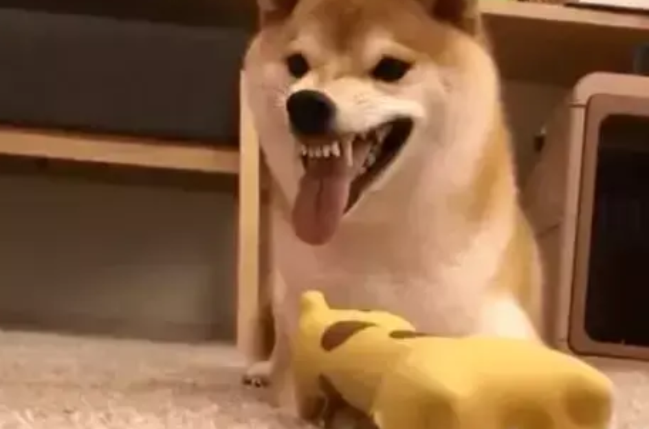 柴犬跟男主人龇牙咧嘴，对女主人却乖巧呆萌，这狗非常偏心了
