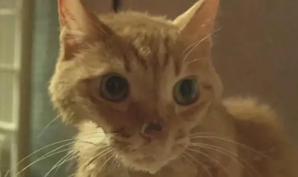 金毛老往猪圈跑,主人追过去后却皱紧眉头:为啥它俩抱在了一起 金毛老往猪圈跑,主人追过去后却皱紧眉头:为啥它俩抱在了一起