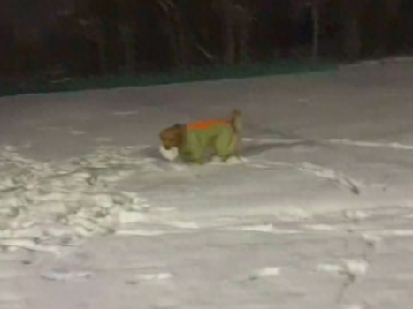 网友和狗一起玩打雪仗，它竟然搓了个比主人还大的雪球！厉害了！