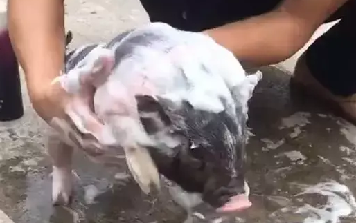 宠主给小猪洗澡,还用了沐浴露,网友:这主人真是人才 宠主给小猪洗澡,还用了沐浴露,网友:这主人真是人才