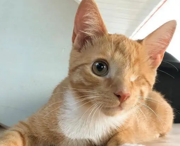 “死猫堆”中发现两只猫，小橘猫因病失去一只眼睛，却找到了幸福