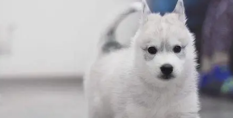 面对网友的撕扯,二哈只能笑了,再不笑脸就被扯坏了! 面对网友的撕扯,二哈只能笑了,再不笑脸就被扯坏了!