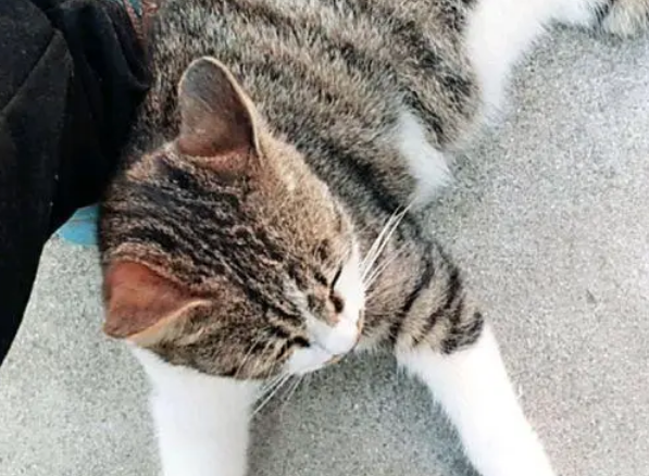猫肚子里的孩子是谁的?母猫每日带不同的猫回家,结果怀孕了 猫肚子里的孩子是谁的?母猫每日带不同的猫回家,结果怀孕了