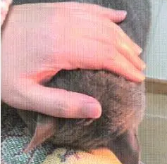 猫咪打碎杯子,自己却趴在床上生闷气,主人:别难过,我不怪你的 猫咪打碎杯子,自己却趴在床上生闷气,主人:别难过,我不怪你的