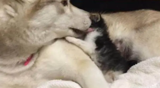 主人捡了一只流浪猫回家,结果家里的哈士奇反应十分暖心 主人捡了一只流浪猫回家,结果家里的哈士奇反应十分暖心