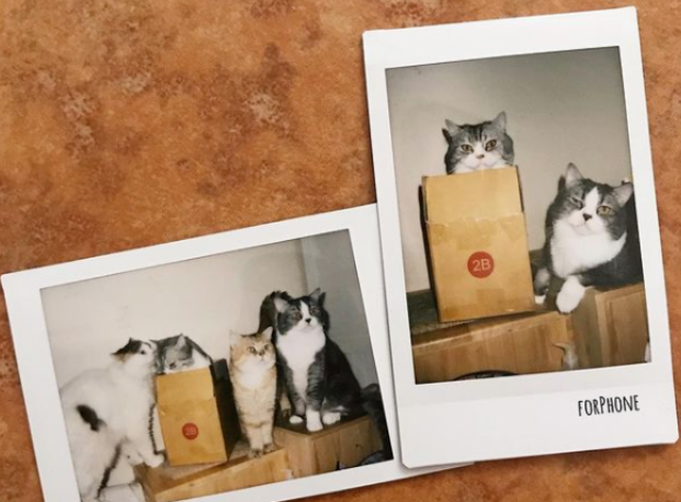 猫咪竟拿生命“威胁”铲屎官,猫:再不给罐头我就... 猫咪竟拿生命“威胁”铲屎官,猫:再不给罐头我就...