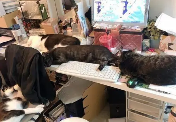 上个厕所回来就没地方工作了，办公桌上都是猫，主人只能坐冷板凳