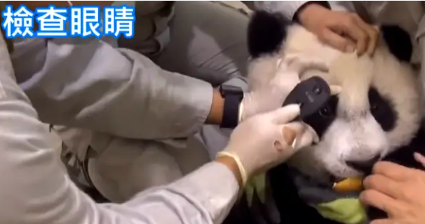 熊猫宝宝做体检不配合,把手套都挠破了,无奈好几个医生按着它 熊猫宝宝做体检不配合,把手套都挠破了,无奈好几个医生按着它