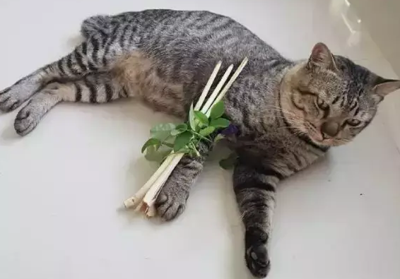 猫咪把腿弄伤了,铲屎官给它做了一个架子,猫咪:我不要面子啊 猫咪把腿弄伤了,铲屎官给它做了一个架子,猫咪:我不要面子啊