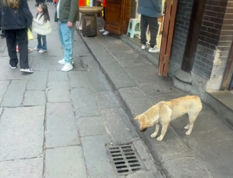 香肠掉进了下水道里，狗狗站在原地看了好久