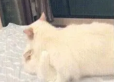 拖着疲惫的身子回家,却看到一部“猫片”,铲屎官:我受不了了! 拖着疲惫的身子回家,却看到一部“猫片”,铲屎官:我受不了了!