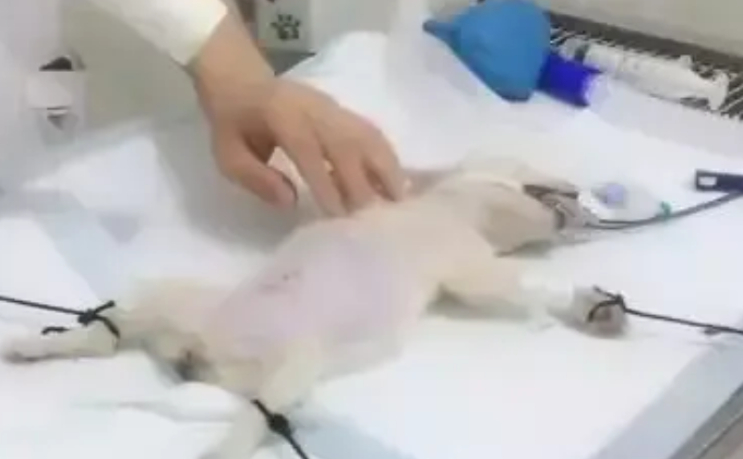 兽医给小狗做手术,看到这个操作,网友感叹:科技真强大 兽医给小狗做手术,看到这个操作,网友感叹:科技真强大