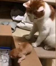 小猫咪行动太慢,“虎妈”猫咪上线,直接出爪推小猫:你太慢了! 小猫咪行动太慢,“虎妈”猫咪上线,直接出爪推小猫:你太慢了!