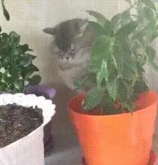 主人给盆栽浇水,旁边的猫咪也顺便被喷湿,猫:没看见本喵在这吗 主人给盆栽浇水,旁边的猫咪也顺便被喷湿,猫:没看见本喵在这吗