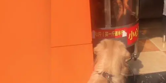 金毛太馋了!死守烤鸭店20分钟不愿离开,直到主人答应买一只才行 金毛太馋了!死守烤鸭店20分钟不愿离开,直到主人答应买一只才行