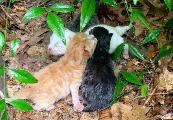 流浪猫在草丛生产,下雨天用身体保护孩子,自己淋湿却不在意 流浪猫在草丛生产,下雨天用身体保护孩子,自己淋湿却不在意