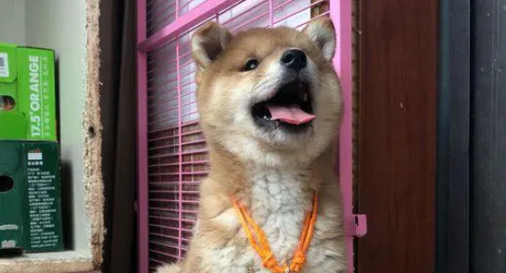 柴犬弟弟从小就胖，长大后得变成一个大胖子，哈哈……