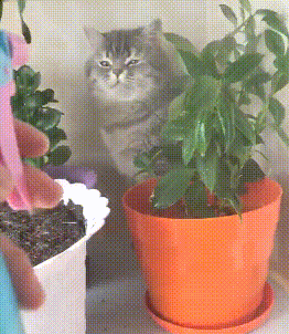 主人给盆栽浇水,旁边的猫咪也顺便被喷湿,猫:没看见本喵在这吗 主人给盆栽浇水,旁边的猫咪也顺便被喷湿,猫:没看见本喵在这吗