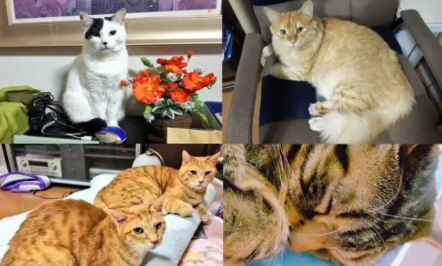 以为庭院里有两只橘猫，一只柴犬，没想到它们一回头，误会竟这么大...