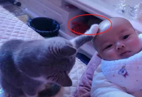刚给宝宝剃了一个光头，猫咪就忍不住下手了，主人：真怕它伸爪子