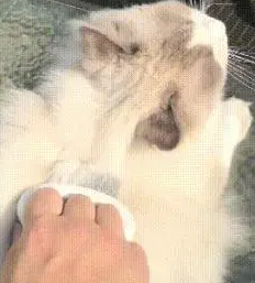 主人给猫咪梳毛,拽的猫咪都趴不住了,猫:你这是薅毛! 主人给猫咪梳毛,拽的猫咪都趴不住了,猫:你这是薅毛!