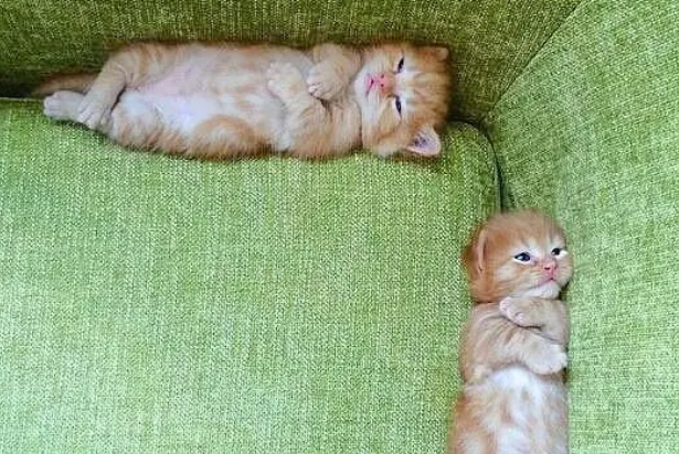 家里两只橘猫，又生了六只小橘猫，铲屎官一无聊就让它们“排队”