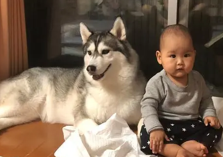 小主人突然哭了，二哈想了一下也跟着嚎了起来：比比谁更大声