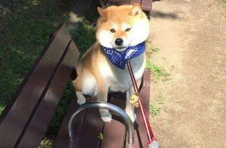 一只9岁的柴犬散步回来后 主人快要被它气哭了 一只9岁的柴犬散步回来后 主人快要被它气哭了